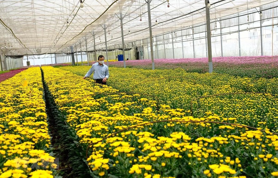 Ước tính hàng triệu cành hoa, hàng trăm tấn hoa quả và rau các loại đến vụ ở Lâm Đồng đang cần được hỗ trợ tiêu thụ.