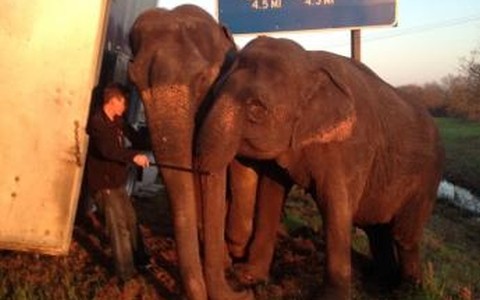 Hai chú voi lấy thân mình đỡ chiếc xe tải 18 bánh khỏi lật.