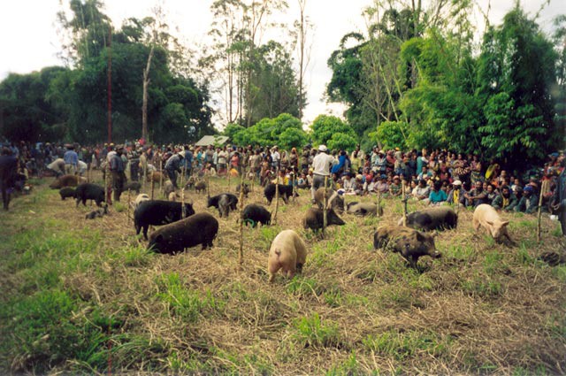 Lợn là con vật được nuôi phổ biến ở Papua New Guinea.