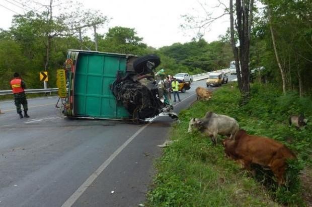 Chiếc xe chở 52 con bò bị lật 