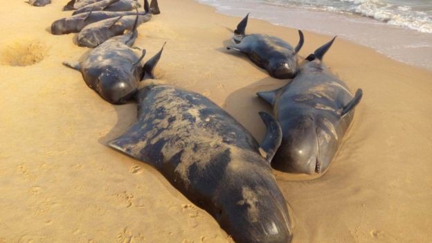 Hơn 100 con cá voi mắc cạn ở bờ biển nam Ấn Độ