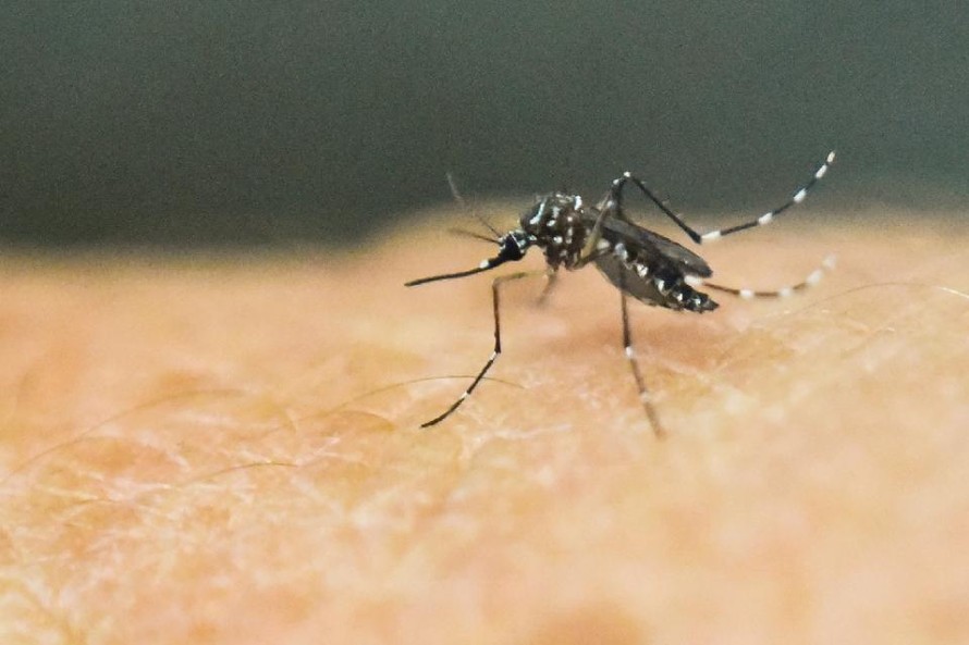 Virus Zika được lây truyền qua muỗi Aedes. 