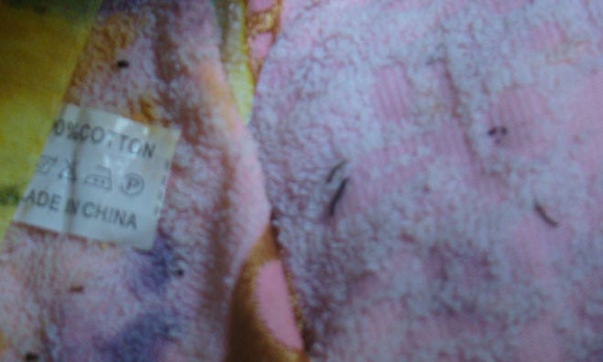 Lấy mẫu sinh trùng 'nở' từ khăn lông 'made in China' 