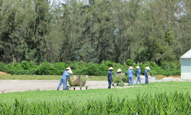 Quy trình thu hái, bảo tồn dược liệu rau đắng đất.