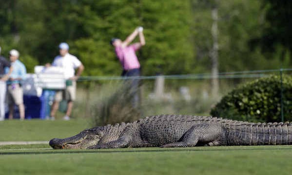 Kinh hoàng golf thủ bị cá sấu ăn thịt khi đang thi đấu