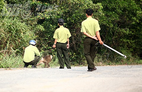 Lực lượng vây bắt cá thể khỉ tấn công du khách. Ảnh: VTC