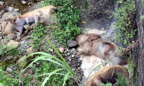 Lợn chết bị vứt xuống suối Củn, xã Ngũ Lão, huyện Hòa An, tỉnh Cao Bằng. Đây cũng là dòng suối đầu nguồn dẫn nước về TP Cao Bằng. Ảnh: PV-TTXVN.