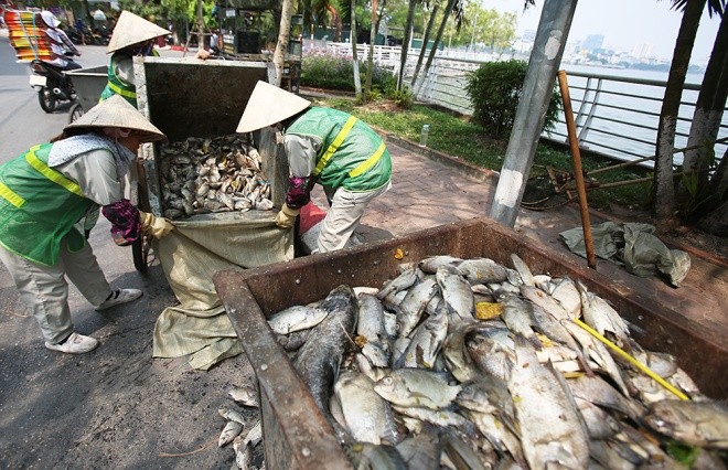 Công nhân môi trường thu gom cá chết để đưa đến bãi rác Nam Sơn (Sóc Sơn) xử lý theo quy trình. Ảnh: Vnexpress