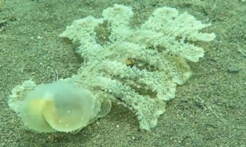 Sên biển Melibe viridis có chiếc đầu trong suốt và 13 chân. Ảnh: YouTube.