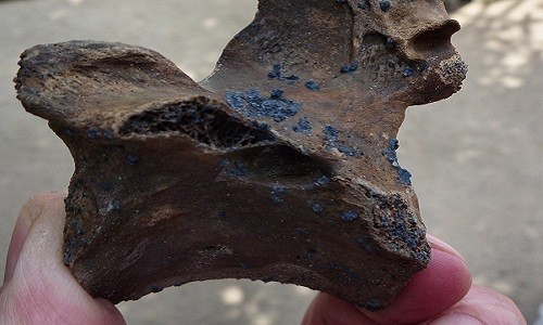 Khoáng chất Vivianite trên một mẩu xương được chôn vùi trong cát. Ảnh: Terry O’Connor. 