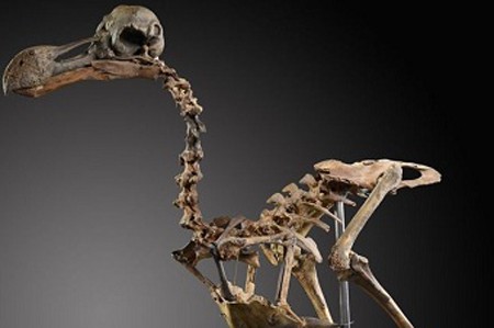 Bộ xương chim dodo tuyệt chủng được bán với giá 430.000 USD. Ảnh: Summer's Place Auctions.