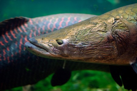 Loài cá như cỗ xe tăng dưới lòng sông Amazon