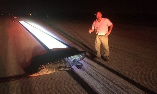 Phi công Rick Rose chụp ảnh bên xác con cá sấu. Ảnh: Facebook.
