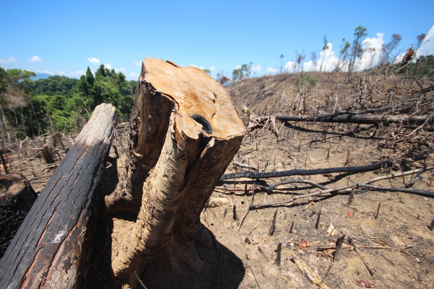 Nhiều diện tích rừng phòng hộ tại xã Tiên Lãnh (huyện Tiên Phước, Quảng Nam) bị chặt phá