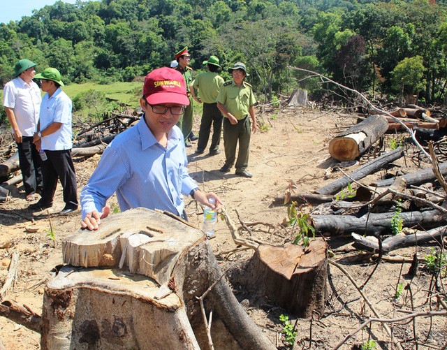 Nhiều cán bộ huyện An Lão (Bình Định) bị đề nghị kỷ luật vì để "bốc hơi" gần 61ha rừng