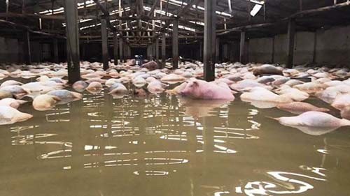Cận cảnh tiêu hủy hàng nghìn lợn chết trong lũ
