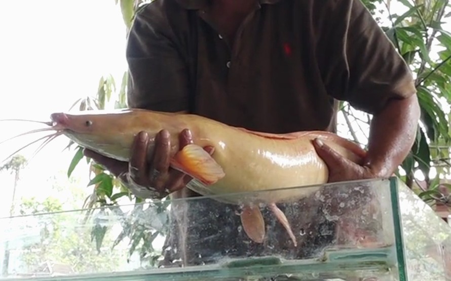 Người dân Sài Gòn bắt được cặp cá trê vàng nặng 10kg