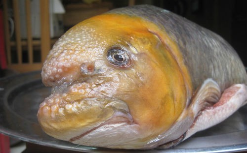 Cá anh vũ đầu vàng là loại khá hiếm nên giá đắt đỏ. Ảnh: Hatthocvang. 
