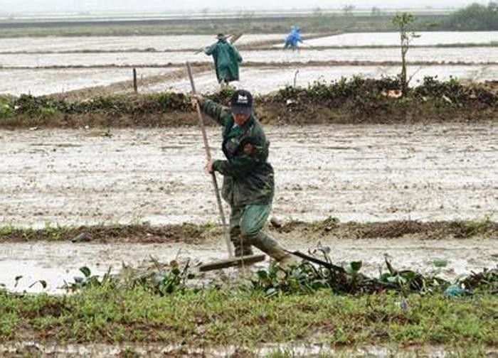 Thay vì cấp kịp thời cho dân nguồn lúa giống do nhà nước hỗ trợ để gieo sạ đúng thời vụ, HTXNN Lai Thành lại cất kho và đem ra bán cho nông dân ở vụ sau. Ảnh minh họa