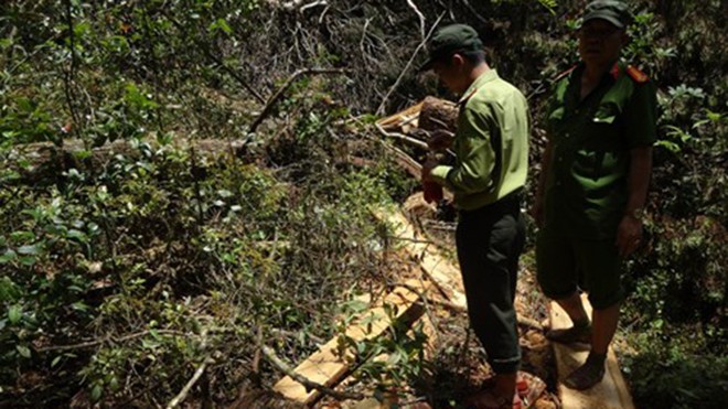 Lực lượng chức năng điều tra hiện trường vụ phá rừng pơ mu 