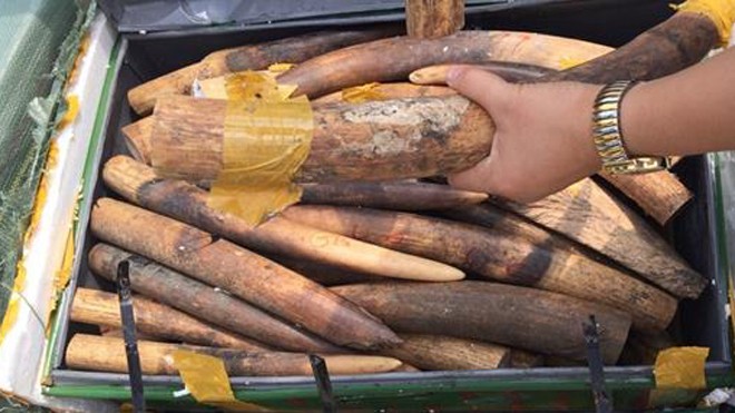 Tang vật 300kg ngà voi bị thu giữ