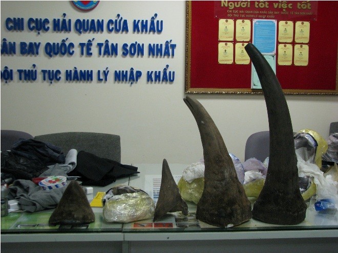 Số sừng tê trị giá 15 tỷ đồng có nguồn gốc từ loài tê giác 2 sừng châu Phi đã bị phát hiện khi tuồn lậu vào Việt Nam - Ảnh cơ quan hải quan cung cấp 