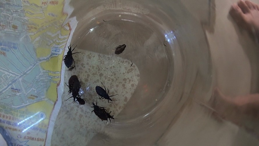 11 con bọ xít hút máu người được phát hiện