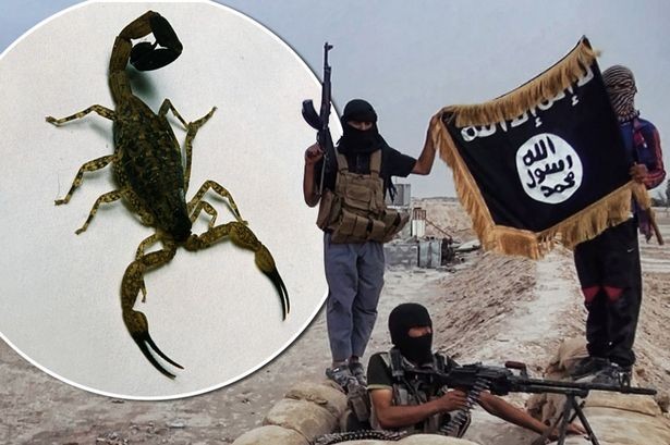 IS dùng "bom" bọ cạp sống, gây khiếp sợ ở Iraq