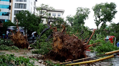 Hàng loạt cây đổ bật gốc trên đường Nguyễn Du và Quang Trung trong cơn dông lốc tại Hà Nội chiều qua. Ảnh: Hồng Vĩnh.