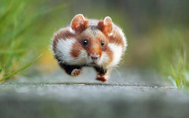 Nền Hamster Buồn Cười Trên Chuột động Vật Có Vú Màu Trắng Hình Chụp Và Hình  ảnh Để Tải Về Miễn Phí - Pngtree