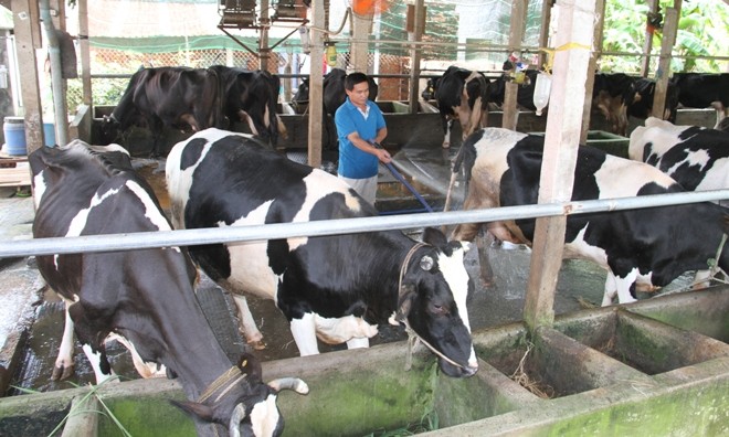 Gia đình anh Hồ Minh Trung (ấp 2, xã Tân Thạnh Đông, Củ Chi) có 31 con bò, đã ký hợp đồng bán sữa cho Vinamik. 