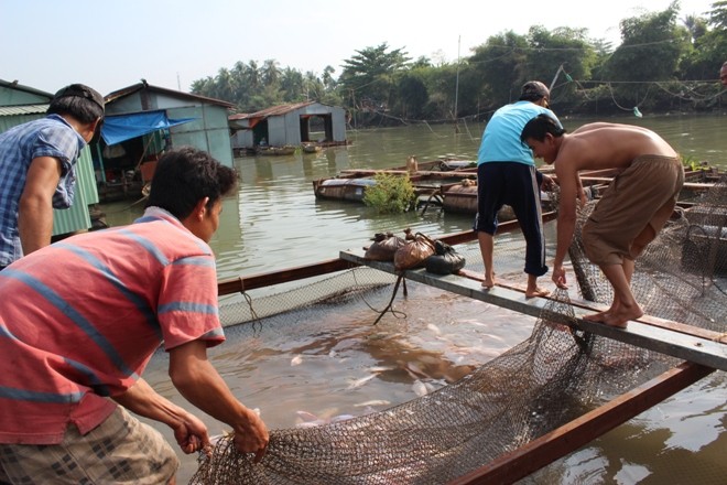 Cá chết tại một bè nuôi cá