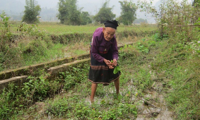 Cụ bà Lang Thị Tráng đang hái rau ven ruộng. Ảnh: Hoàng Lam