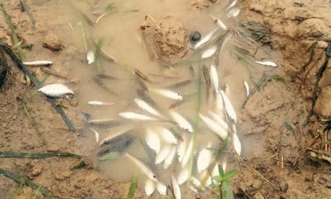 Bản tin 8H: Công bố nguyên nhân cá chết trên sông Bưởi
