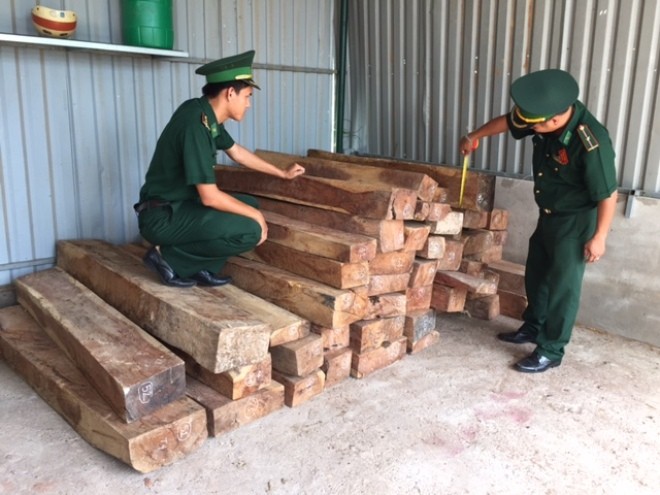 Cán bộ Đội Trinh sát đặc nhiệm BĐBP Quảng Trị kiểm đếm số gỗ Hương lậu.