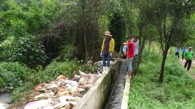 Hàng trăm xác heo chết được công ty Việt Phước vứt ra môi trường.