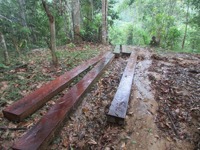 Những tấm gỗ đã bị xẻ nằm ngổn ngang trong khu vực vùng lõi rừng Khu Bảo tồn Quốc gia Pù Huống. 