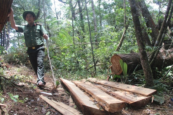 Hiện trường vụ phá rừng pơ mu ở biên giới Việt - Lào
