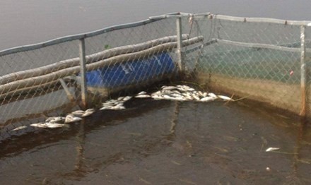 Điều tra nguyên nhân cá chết hàng loạt trên sông Bùng