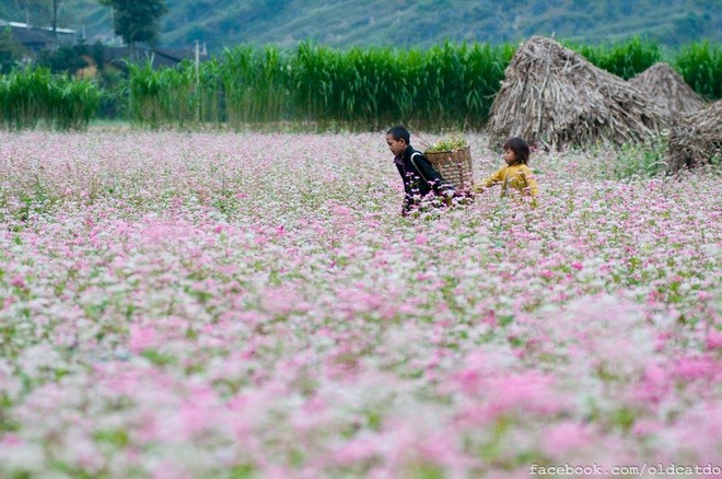 Hà Giang thu hút 226.000 lượt khách đến ngắm hoa tam giác mạch