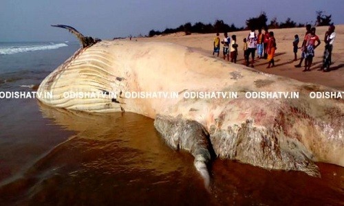 Xác con cá mập voi bị dạt vào bờ. Ảnh: Odishatv.in.