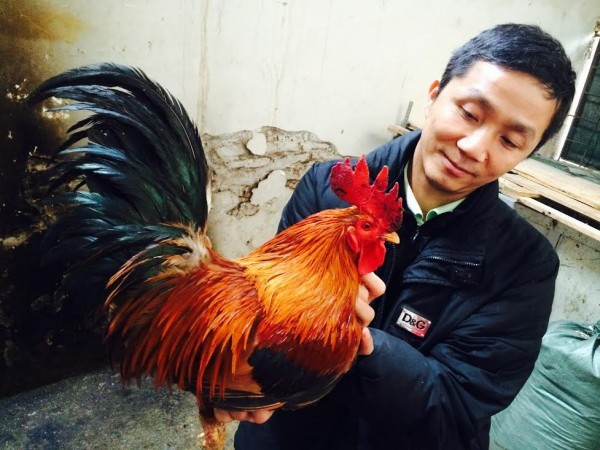  Mong muốn bảo tồn được giống gà quý của Việt Nam nên anh Hòa chấp nhận bỏ chức giám đốc về nuôi gà