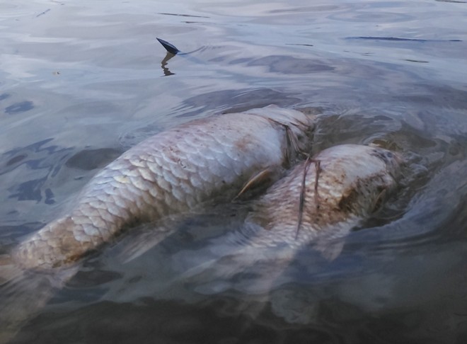 Cá chết bất thường nổi trên sông Bàn Thạch