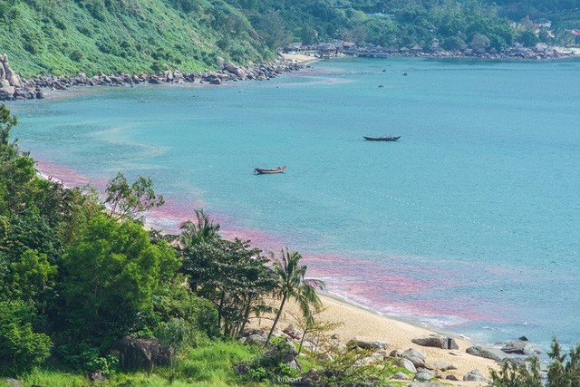 Vệt nước màu đỏ trên biển Đà Nẵng thực chất là ấu trùng ruốc hay còn gọi là trứng ruốc (ảnh FB)