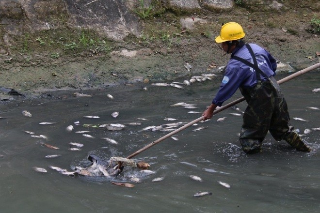 Sáng 27/2, nhân viên Công ty Công ty Thoát nước và Xử lý nước thải TP Đà Nẵng vớt vài chục kg cá chết.