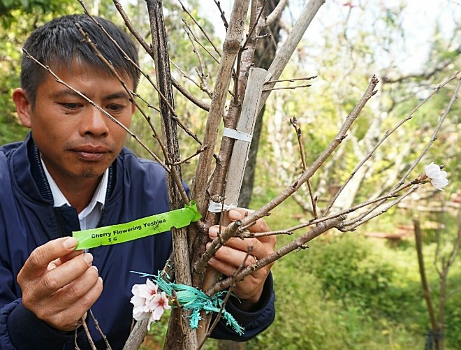 anh Bùi Văn Sang chăm sóc cây đào Nhật Bản