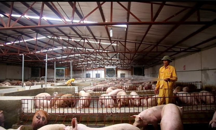 Quy định nước thải từ trang trại công nghiệp (10.000 con lợn trở lên), phải đạt loại A, tức là nước người có thể uống được (thông tư 47 của Bộ TN&MT), khiến nhiều doanh nghiệp, người dân phản ứng. Ảnh: Nam Khánh