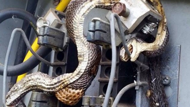 Hai con rắn độc chết trong hộp điện.