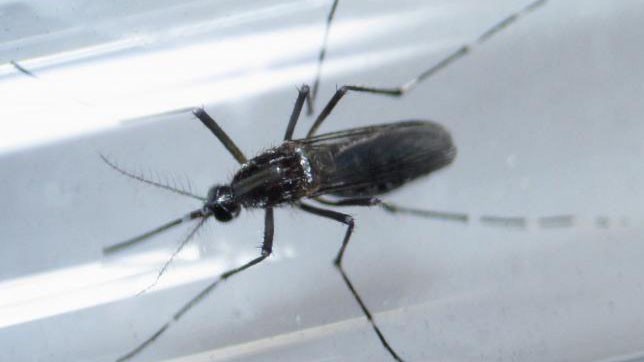 Loài muỗi edes aegypti được nghiên cứu trong phòng thí nghiệm. Ảnh: Reuters