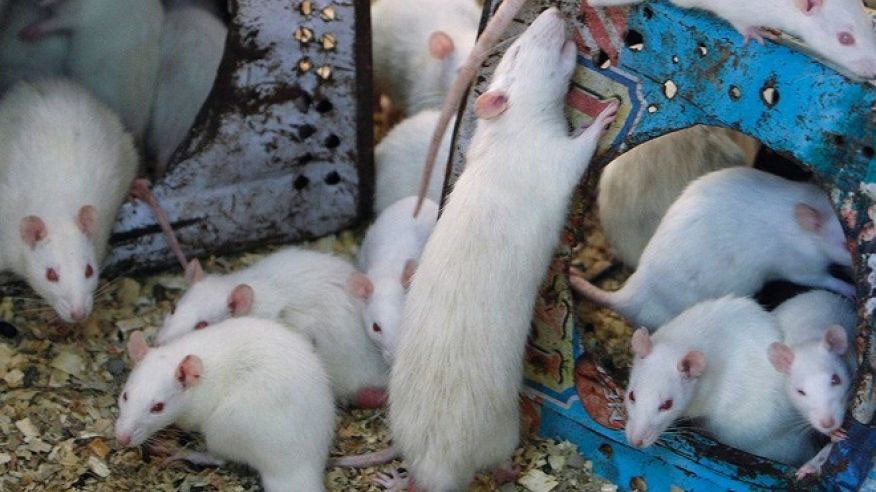 Mỹ chi gần 2 tỷ đồng để tạo ra chuột ‘nói lắp’